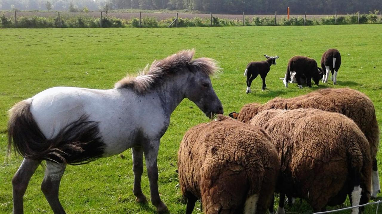 B & B Victors Hof, Met Zwemvijver In Landelijke Setting Lievegem Kültér fotó
