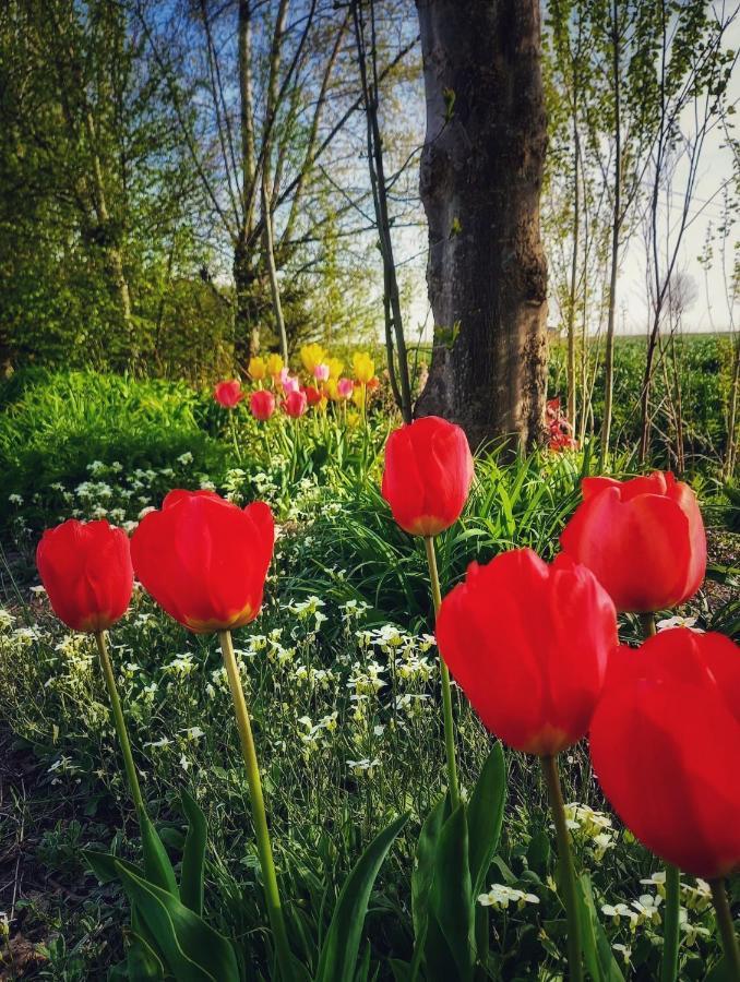 B & B Victors Hof, Met Zwemvijver In Landelijke Setting Lievegem Kültér fotó